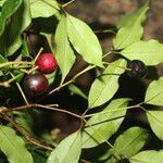 Eugenia oerstediana fruit picture by Nelson Zamora Villalobos (cc-by-nc)