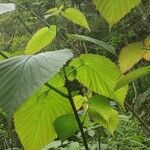 Davidia involucrata leaf picture by Dieter Albrecht (cc-by-sa)