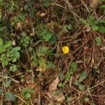 Ranunculus monspeliacus habit picture by Paul FRANCK (cc-by-sa)