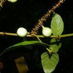 Paullinia pinnata fruit picture by Nelson Zamora Villalobos (cc-by-nc)