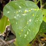 Passiflora biflora leaf picture by Oses Andrei (cc-by-sa)