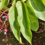 Ouratea castaneifolia leaf picture by Henrique (cc-by-sa)