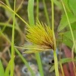 Carex bohemica flower picture by Alain Lagrave (cc-by-sa)