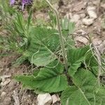 Salvia nutans flower picture by Erol Ridvan Cocoi (cc-by-sa)