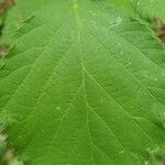 Rubus boraeanus leaf picture by bibopalula (cc-by-sa)