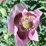 Papaver somniferum flower picture by Serge Beuchat (cc-by-sa)