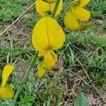 Crotalaria laburnifolia flower picture by Calum Macfarlane (cc-by-sa)