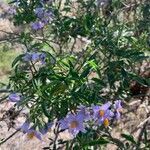 Solanum crispum flower picture by di parodi (cc-by-sa)