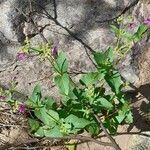 Mirabilis ovata habit picture by Trap Hers (cc-by-sa)