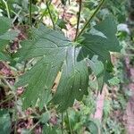 Aconitum lycoctonum leaf picture by Tago Nist (cc-by-sa)