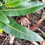 Elaphoglossum lingua leaf picture by Daniel Barthelemy (cc-by-sa)