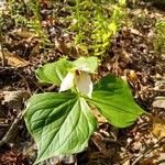 Trillium grandiflorum flower picture by Debbye (cc-by-sa)