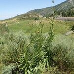 Lilium pyrenaicum habit picture by Sylvain Piry (cc-by-sa)