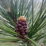 Pinus resinosa flower picture by Julie Tremblay (cc-by-sa)