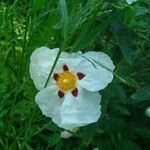 Cistus ladanifer flower picture by Romane Stocker (cc-by-sa)