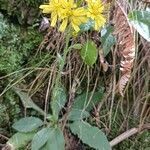 Hieracium racemosum flower picture by Ilaria Mosti (cc-by-sa)