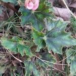 Begonia heracleifolia leaf picture by Shehadi Ramiz (cc-by-sa)