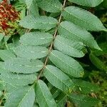 Rhus glabra leaf picture by Susan Mene (cc-by-sa)