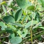 Lathyrus pubescens leaf picture by Trap Hers (cc-by-sa)