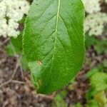 Viburnum rufidulum leaf picture by Brad Kelley (cc-by-sa)