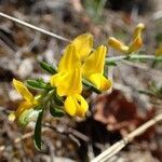 Genista pilosa habit picture by Yoan MARTIN (cc-by-sa)