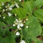 Rubus pensilvanicus flower picture by Jessica Nicholson (cc-by-sa)