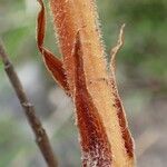 Orobanche gracilis fruit picture by Yoan MARTIN (cc-by-sa)