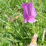 Vicia pyrenaica habit picture by Llandrich anna (cc-by-sa)