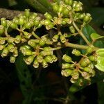 Adelobotrys adscendens fruit picture by Nelson Zamora Villalobos (cc-by-nc)