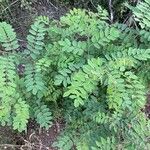 Amorpha fruticosa habit picture by Antoine Pantazopoulos (cc-by-sa)