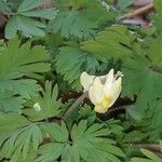 Dicentra cucullaria leaf picture by Wagner Beaulieu Sami Jai (cc-by-sa)