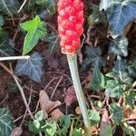 Arum italicum habit picture by Ernst Fürst (cc-by-sa)