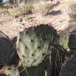 Opuntia phaeacantha leaf picture by Mason Begay (cc-by-sa)