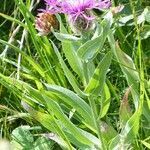 Centaurea uniflora habit picture by francois tissot (cc-by-sa)