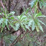 Sonchus fruticosus leaf picture by Herwig Mees (cc-by-sa)