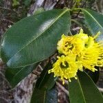 Xanthostemon multiflorus flower picture by Coordination Endemia (cc-by-sa)