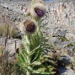 Cirsium nivale leaf picture by Fabien Anthelme (cc-by-sa)