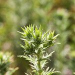 Carthamus lanatus habit picture by Aurélia et JChris Courte-Barbary (cc-by-sa)