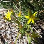 Gagea pratensis habit picture by Rui Delgado (cc-by-sa)