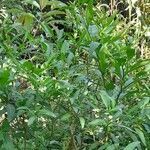 Solanum pseudocapsicum habit picture by Trap Hers (cc-by-sa)