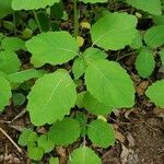 Impatiens pallida leaf picture by Holly Allen (cc-by-sa)