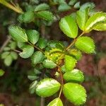 Rosa chinensis leaf picture by trish Norman (cc-by-sa)