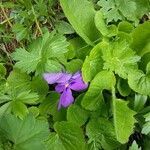 Viola calcarata leaf picture by Katrin Buser (cc-by-sa)