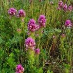 Castilleja exserta flower picture by Monika Kopp (cc-by-sa)