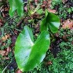 Calla palustris leaf picture by Johan VL (cc-by-sa)