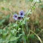 Cynoglossum creticum flower picture by Novales Juanan (cc-by-sa)