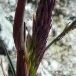 Agrostis tolucensis flower picture by Fabien Anthelme (cc-by-sa)