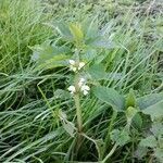 Lamium flexuosum habit picture by Corinne SAUTEREAU (cc-by-sa)