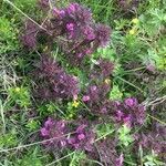 Pedicularis palustris habit picture by Rohweder Karsten (cc-by-sa)