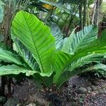 Anthurium salvinii leaf picture by James Gay (cc-by-sa)